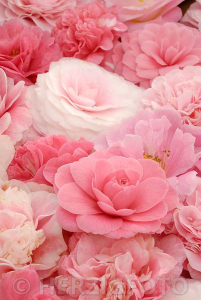 Camellia & Pink Lotus - Wax Melts